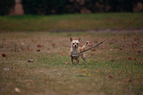 Mastering the Art of the Perfect Indoor-Outdoor Kitchen for Memorable Entertaining